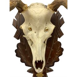 Antlers / Horns: European Red Deer (Cervus elaphus), pair of antlers, eleven points, on half skull, mounted on Black Forest style shield, W70cm