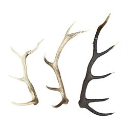 Three loose deer antlers  max length 63cm