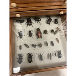Entomology: 20th century twenty-four drawer collectors cabinet containing an assortment of beetle, Insect, shell and leaf specimens including Rhinoceros Beetle (Dynastinae), Red-winged Grasshopper (Oedipoda germanica), White Witch Moth (thysania Agrippina), Titan Beetle  (Titanus giganteus), Giant Water Bug (lethocerus), Giant Cave Roach (Blaberus giganteus), Long Horn Beetles (callipogon Relictus), Buprestid Beetle (euchroma gigantea) and other specimens, mostly fitted with protective glass covers, H80cm, W76cm, D36cm                        

 