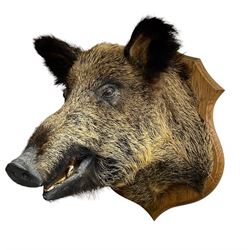 Taxidermy: European Wild Boar (Sus scrofa), adult male shoulder mount looking straight ahead, with mouth agape, on a wooden shield, bearing brass plaque- ‘Pont Mes Chiens 30/11/08 H.D’