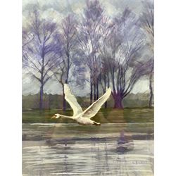 Kate Bicket (British Contemporary): 'Swan in Flight', watercolour signed 28cm x 21cm