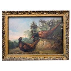 German School (19th/20th century): Pheasants in Countryside Clearing, oil on panel signed 'F Haller' 35cm x 51cm