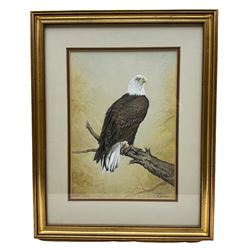 Michael Powell (Royal Worcester artist 20th century): Bald Eagle, watercolour and gouache signed 31cm x 22cm