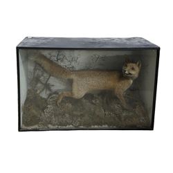 Taxidermy: Victorian cased study of a Red Fox, full mount, amidst a natural setting of tall dry grasses, and fauna, in ebonised glazed case with Taxidermists label verso 'David Graham, 61 Market Street, York' 67cm x 105cm 