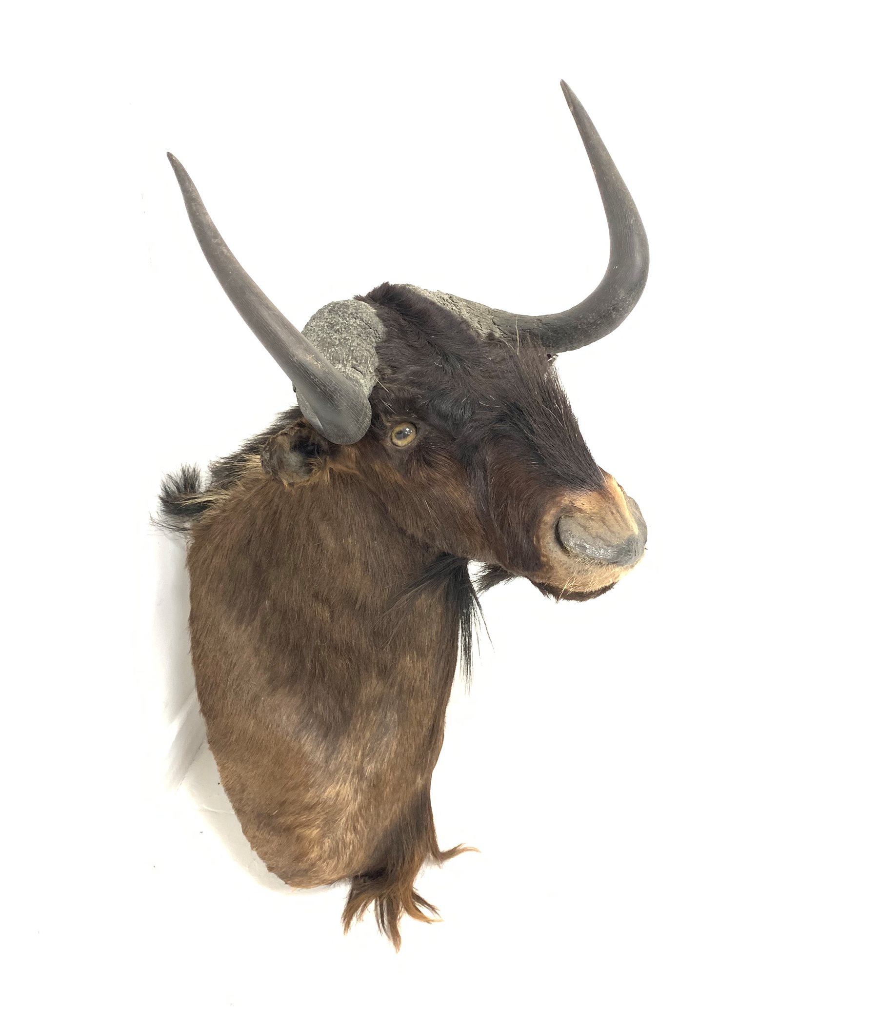 DS Taxidermy: Black Wildebeest (Connochaetes gnou), modern shoulder mount,  facing slightly to the right, D73cm, H70cm, W4 - Antiques, Fine Art &  Collectors