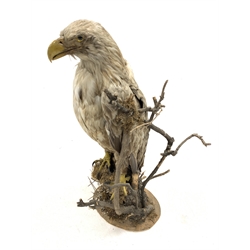 Taxidermy: Sea Eagle, mounted on branch base, H68cm