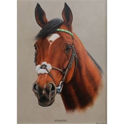 Stuart Herod (British 1961-): 'Frankel', head portrait of racing horse, oil on board signed, inscribed 2013 verso 29cm x 21cm