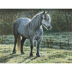 Andrew Hutchinson (British 1961-): Dappled Grey Pony, watercolour and gouache signed 8cm x 10cm