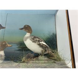 Taxidermy: Pair of Common Goldeneye (Bucephala clangula) together with a juvenile in naturalistic setting detailed with grass, set against a painted scenic backdrop, encased within an ebonised single pane display case H52cm, W82cm, D26.5cm
