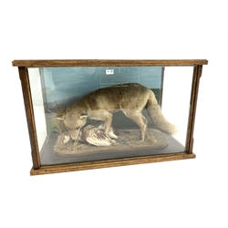 Taxidermy - Fox (Vulpes vulpes) with Ptarmigan on naturalistic base and painted background in early 20th century glazed oak case 59cm x 97xm x 53cm