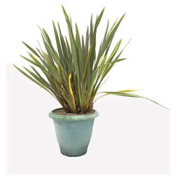Substantial potted Yucca garden plant, H160cm (Approx.)