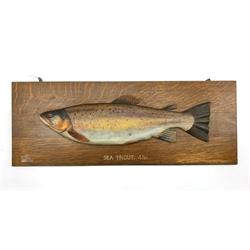 Painted wood half block model of a Sea Trout 4lbs mounted on an oak panel 26cm x 71cm