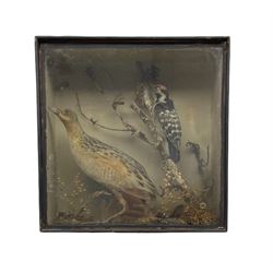 Taxidermy: Victorian cased study of a Greater Spotted Woodpecker and Corncrake, in naturalistic setting and ebonised glazed case, 30cm x 30cm 