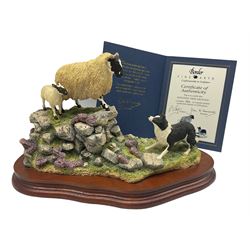 Border Fine Arts Limited Edition group of sheep and sheep dog  'Holding Her Ground' by Ray Ayres  No 986/2500, boxed and with certificate