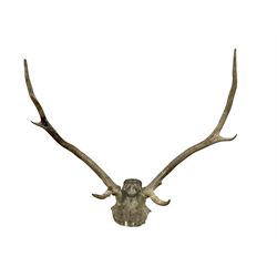 Taxidermy: Pair of six point antlers, W70cm