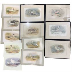 After Archibald Thorburn (Scottish 1860-1935): 'Iceland Gull' and ten other gulls, collection twelve colour prints 15cm x 24cm (12)