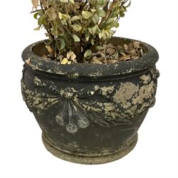 Circular cast stone garden planter, decorated with festoons and ribbon ties, planted with shrub 