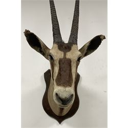 Taxidermy: Gemsbok Oryx (Gazella gazella) adult male shoulder mount facing ahead on wooden shield, from the wall 59cm, height 113cm