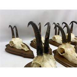 Antlers / Horns: Collection of Alpine Chamois horns on upper skulls mounted on shields (10)