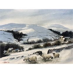 John Urwin (British Contemporary): Sheep Grazing in Winter, watercolour signed and dated '92, 25cm x 36cm