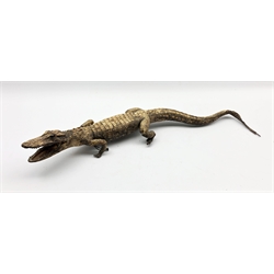 Taxidermy: Alligator, early 20th century, full mount, L72cm  