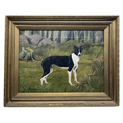Jonathan (British 20th century): 'Rocky' Dog Portrait of Short Haired Collie, oil on canvas signed titled and dated '78, 42cm x 57cm