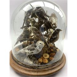 Taxidermy: A 19th/ early 20th century display of Garden Birds including Greenfinch and Goldfinch in a natural setting mounted on a branch, under glass dome on circular walnut plinth, H37cm x D36cm (approx)