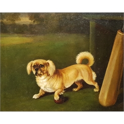 Circle of Maud Earl (British 1864-1943): Dog with a Cricket Ball, oil on board unsigned 20cm x  25cm