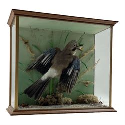 Taxidermy: Cased study of a Eurasian Jay (Garrulus glandarius) with faux egg shell within it's beak, with a label for Naturama (Hampshire) Limited Naturalists & Taxidermists H35cm, W41cm, D15cm 