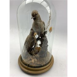 Taxidermy: Pair of Waxwings (Bombycilla garrulous), full mounts perched on a branch amongst grasses, under glass dome on plinth, H36cm