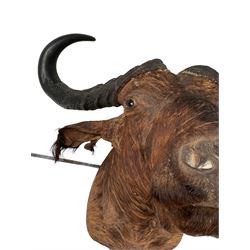 Taxidermy: African Cape Buffalo (Syncerus Caffer), adult male shoulder mount 