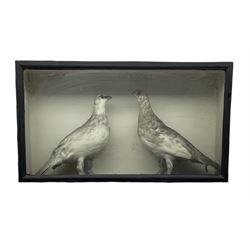 Taxidermy: Victorian cased pair of Grouse in ebonised glazed display case, 34cm x 61cm 
