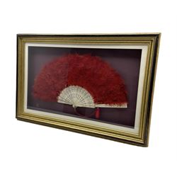 Early 20th century bone fan with carved and pierced monture, mounted with ostrich feathers dyed bright red, in glazed frame 75cm x 50cm 