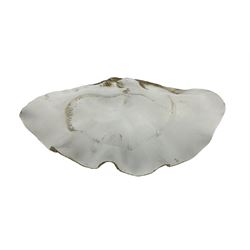 Large faux model of a clam shell, L51cm 