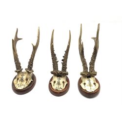 Three European Roebuck Antlers (Capreolus capreolus) each dated and mounted on plinths (3)