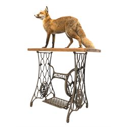 Taxidermy: Full study of a standing fox, mounted on a repurposed cast metal singer sewing machine base L89cm