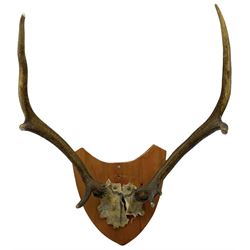 Antlers/ Horns: Pair of 20th century stag deer antlers, 9 points, mounted on oak shield with brass plaque 'Shot by Normal Leak, Inverinate Forest, 15th September 1969, W69cm, together with another pair of antlers on wooden shield (2)