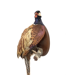 Taxidermy - Pheasant on an oval mahogany wall plaque