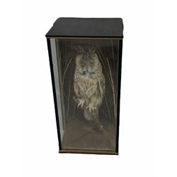 Taxidermy: A cased Long-Eared Owl (Asio Otus), full mount perched on a branch, circa 1984, H47cm x D20cm  with CITES A10 (non-transferable) licence no. 595373/01