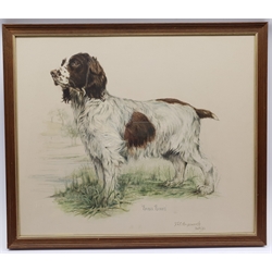 DJC Holdsworth (British 20th century): 'Raikes Rocket' - Portrait of a Spaniel, watercolour signed titled and dated Sept '83, 50cm x 60cm