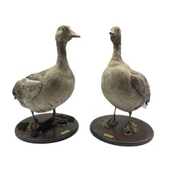 Taxidermy: Greylag Goose (Anser anser) and a Pink-Footed Goose (Anser Brachyrynchus), both mounted on circular plinths with inscribed plaques dated Jan 30 -88 H52cm (2)