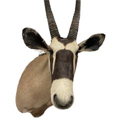 Taxidermy: Gemsbok Oryx head mount (Gazella gazella), modern South Africa, from the wall 71cm, height 161cm