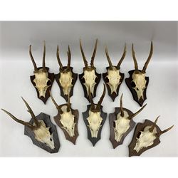 Antlers/Horns: Collection of Roe Deer skulls on cut with antlers mounted on shields (10)