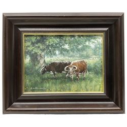 Glyn Williams (British 1955-): Long Horn Cattle Grazing, oil on board signed 14cm x 19cm