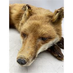 Taxidermy: Red fox (Vulpes vulpes), a full mount adult fox in recumbent position L57cm