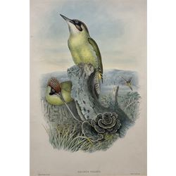 Henry Constantine Richter (British 1821-1902) after John Gould (British 1804-1881): 'Gecinus Viridis' European Green Woodpecker, colour lithograph pub. Walter & Cohn 49cm x 33cm