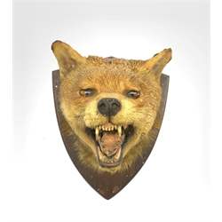 Taxidermy - Fox mask with mouth agape on an oak wall shield 
