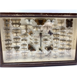 Natural History: A framed display of Butterflies and Insects, mostly labelled, in mahogany case 41cm x 26cm 