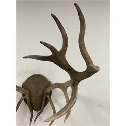 Antlers/Horns: European Red Deer (Cervus elaphus hippelaphus), impressive adult Monarch stag antlers mounted upon oak shield 20 points (9+11), height 96cm, from antler to antler 58cm, from the wall 74cm