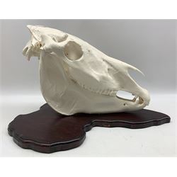 Skulls/Anatomy: Burchell's Zebra Skull (Equus quagga burchellii), large complete bleached adult skull, mounted upon a shield in the form of Africa, L52cm x H33cm